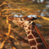 Reaching-For-The-Leaves-Giraffe-Nakuru-Kenya-Africa-Mtx