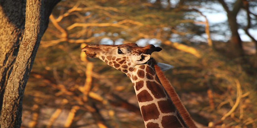 Reaching-For-The-Leaves-Giraffe-Nakuru-Kenya-Africa-Mtx