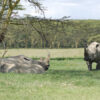 Rhinos-Lake-Nakuru-Kenya-Africa-Joachim Huber