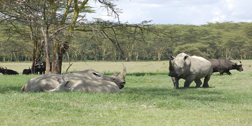 Rhinos-Lake-Nakuru-Kenya-Africa-Joachim Huber
