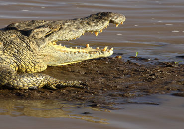 Crocodile in the Mara River