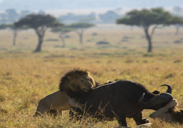 Lion-king-of-the-jungle-hunting-a-cape-african-buffalo-in-masai-mara-national-reserve