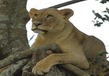 Masai Mara Game Reserve
