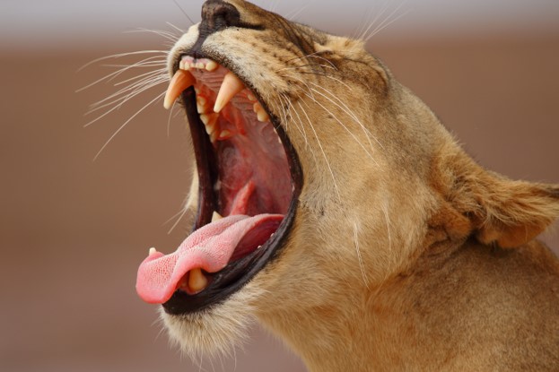 Kenya National Parks & Game Reserve
