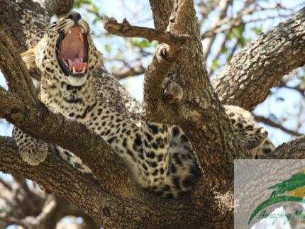 6-Day Go to Kenya Mid-Range Lodge Safari