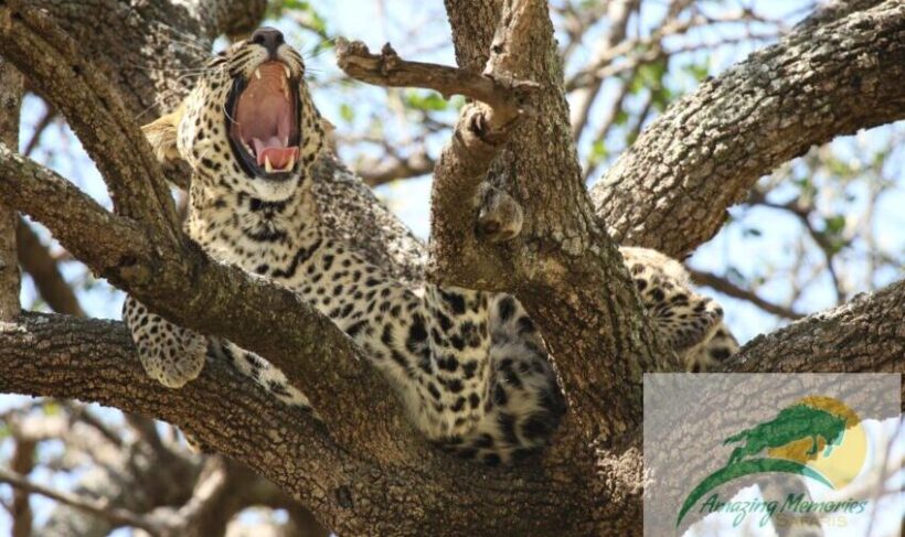 mini_Leopard in Masai Mara 6-Day Go to Kenya Mid-Range Lodge Safari