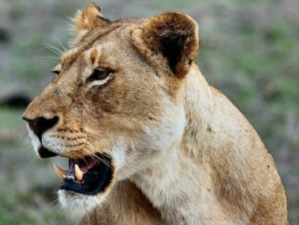 Experience a 9 day best of East Africa Safari. You will visit the premier parks in both Kenya and Tanzania