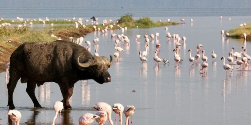Lake-nakuru-safari