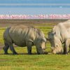 Lake-Nakuru-rhino