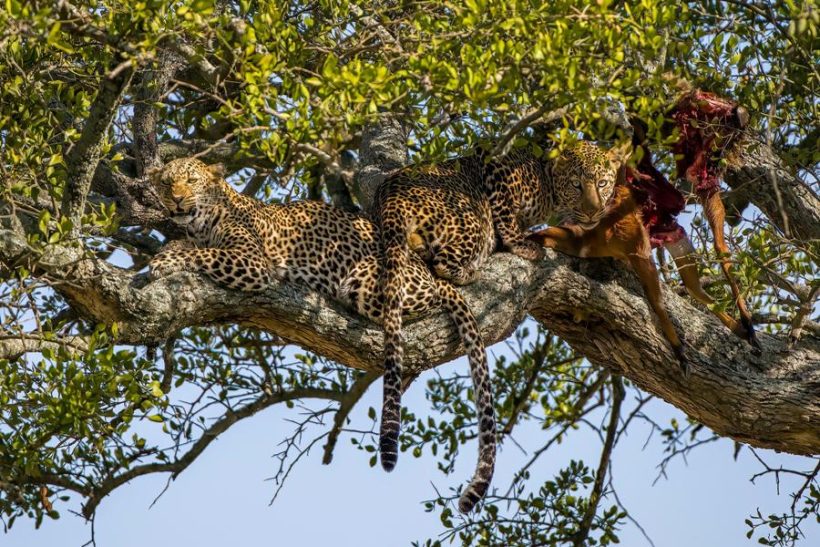 amazing-memories-safaris (22)