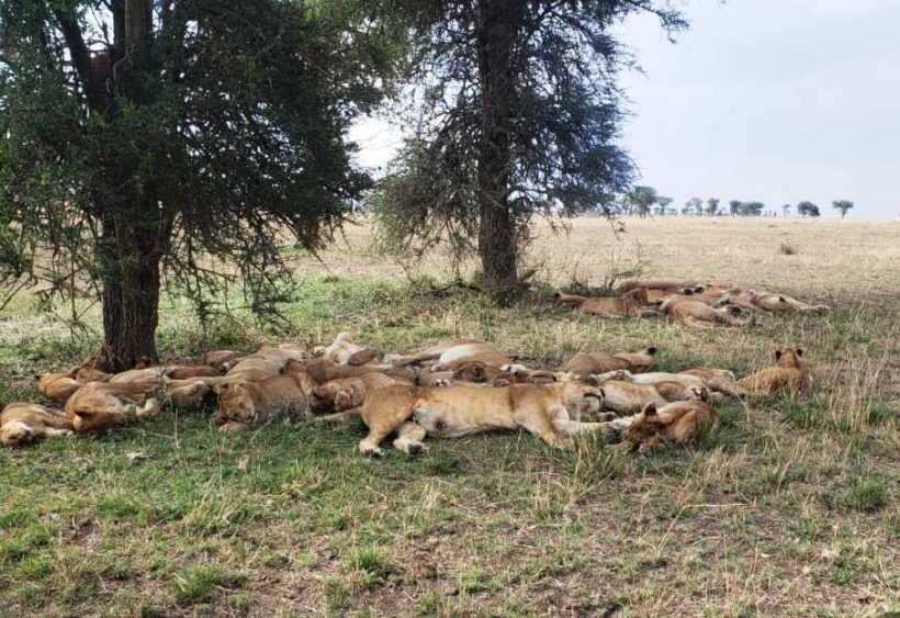 amazing-memories-safaris (7)