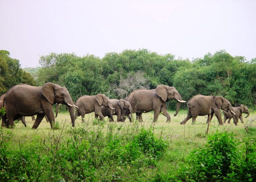 ol-pejeta-conservancy