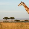giraffe-Mara.jpg