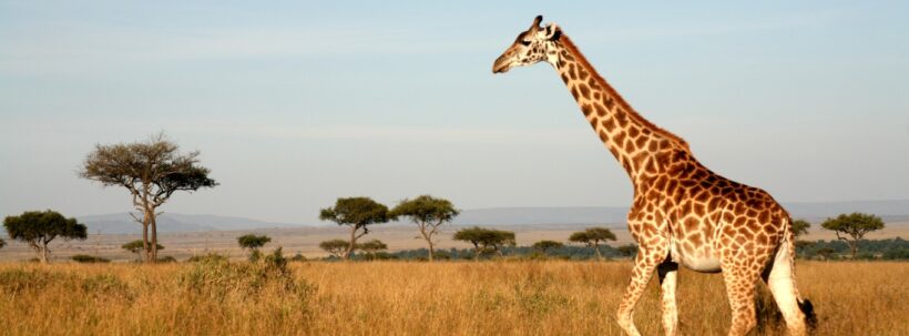giraffe-Mara.jpg