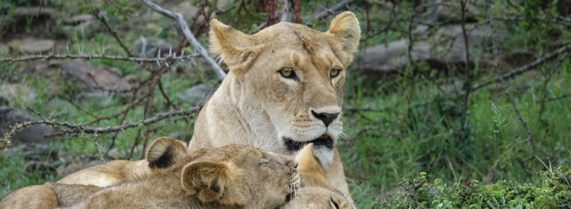 lions-Mara.jpg